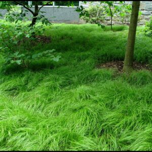 COMMON OAK SEDGE