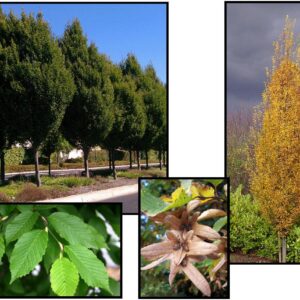 PYRAMIDAL EUROPEAN HORNBEAM