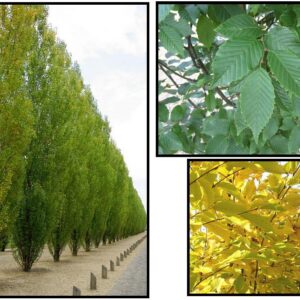 FRANS FONTAINE PYRAMIDAL EUROPEAN HORNBEAM