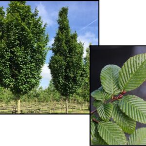 LUCAS COLUMNAR HORNBEAM