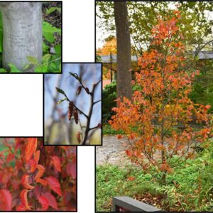 FIRESPIRE AMERICAN HORNBEAM