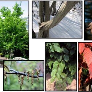 AMERICAN HORNBEAM