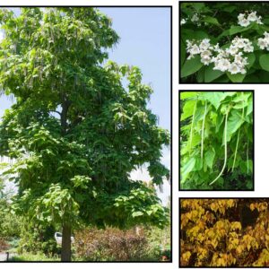 NORTHERN CATALPA