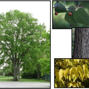 COMMON HACKBERRY