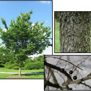 CHICAGOLAND HACKBERRY