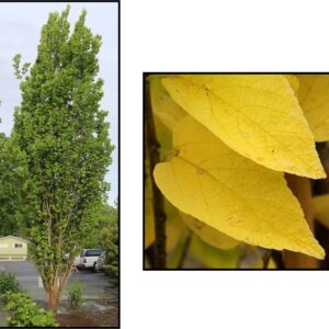 PRAIRIE SENTINEL HACKBERRY