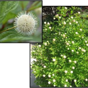 FIBER OPTICS® BUTTONBUSH