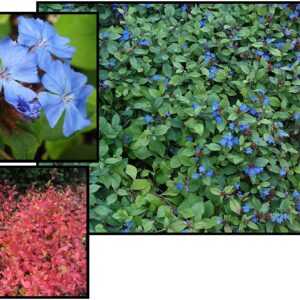 PLUMBAGO