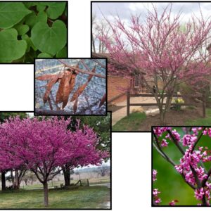AMERICAN REDBUD