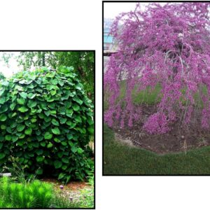 LAVENDER TWIST WEEPING REDBUD