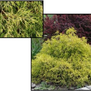 GOLDEN MOP THREADLEAF FALSE CYPRESS