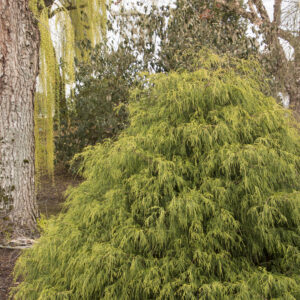 GOLDEN CHARM THREADLEAF FALSE CYPRESS