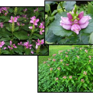 HOT LIPS PINK TURTLEHEAD