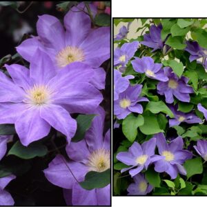 DIANAS DELIGHT CLEMATIS
