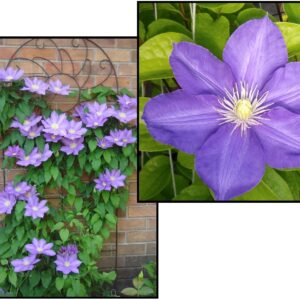 H.F. YOUNG CLEMATIS