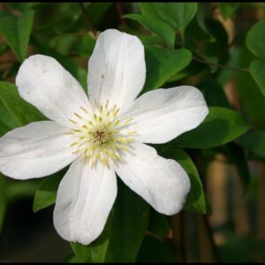 HULDINE CLEMATIS
