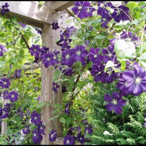 JACKMANS SUPERB CLEMATIS