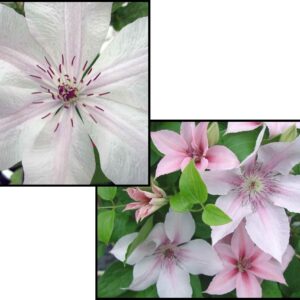 JOHN PAUL II CLEMATIS