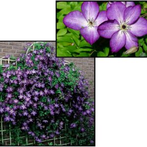 VENOSA VIOLACEA CLEMATIS