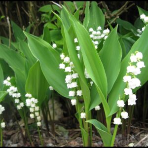 LILY OF THE VALLEY
