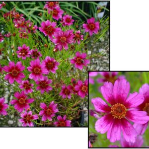 HEAVENS GATE COREOPSIS