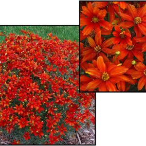 CRAZY CAYENNE COREOPSIS