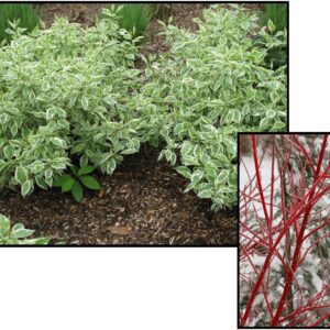 IVORY HALO VARIEGATED DOGWOOD