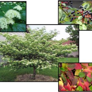 PAGODA DOGWOOD