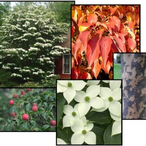 KOUSA DOGWOOD