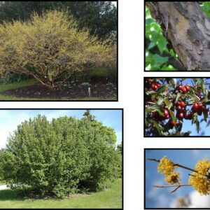 CORNELIAN CHERRY DOGWOOD