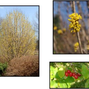GOLDEN GLORY CORNELIAN CHERRY DOGWOOD