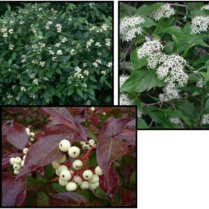 GRAY DOGWOOD