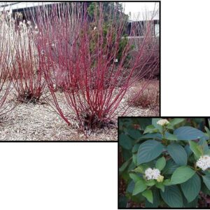 ALLEMANS COMPACT DOGWOOD