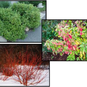 FIREDANCE™ DOGWOOD