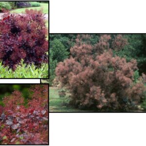 ROYAL PURPLE SMOKEBUSH