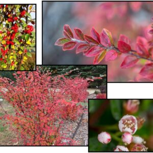 AUTUMN INFERNO® COTONEASTER