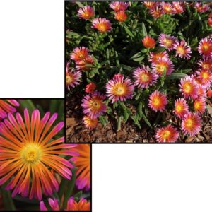 ORANGE GLOW ICE PLANT