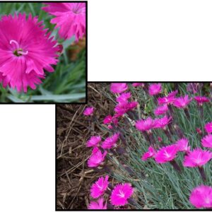 NEON STAR DIANTHUS