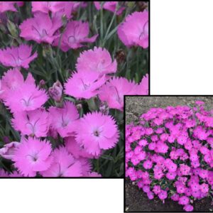 PAINT THE TOWN FUCHSIA DIANTHUS