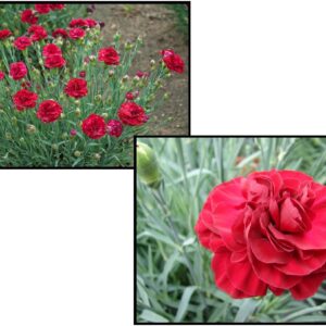 PASSION DIANTHUS
