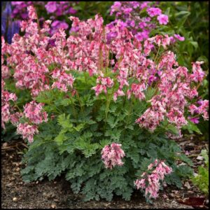 PINK DIAMONDS BLEEDING HEART