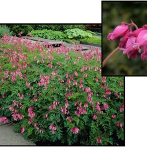 LUXURIANT BLEEDING HEART