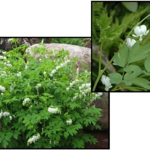 WHITE BLEEDING HEART