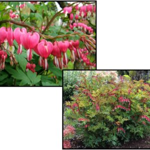 ROSE PINK BLEEDING HEART
