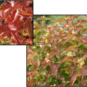 KODIAK® ORANGE BUSH HONEYSUCKLE