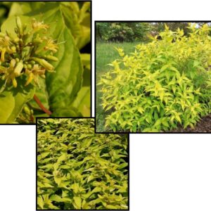 HONEYBEE DWARF BUSH HONEYSUCKLE