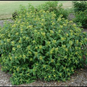 SUMMER STARS® GEORGIA BUSH HONEYSUCKLE