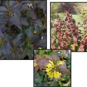 KODIAK® BLACK BUSH HONEYSUCKLE