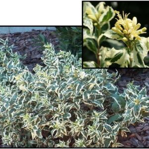 COOL SPLASH® BUSH HONEYSUCKLE