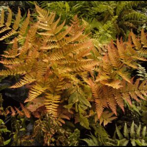 AUTUMN BRILLIANCE AUTUMN FERN